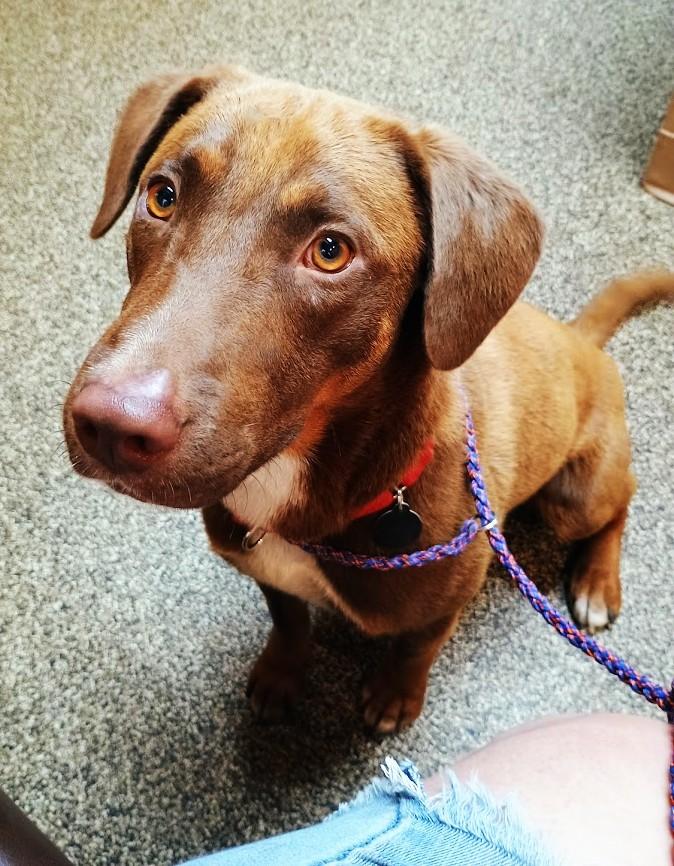Enlarge COOPER THE SUPER TROOPER, a ADOPTABLE mixed breed in Yakima, WA image 3/6