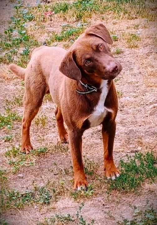 Enlarge COOPER THE SUPER TROOPER, a ADOPTABLE mixed breed in Yakima, WA image 6/6