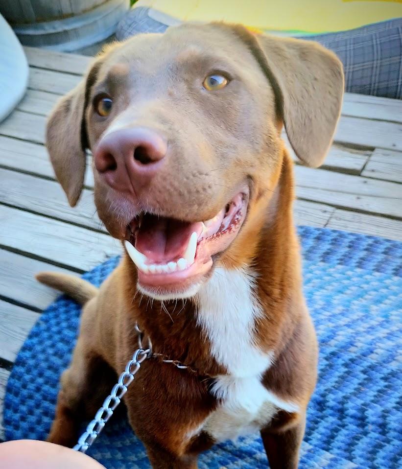 COOPER THE SUPER TROOPER, ADOPTABLE, Young Male Doberman Pinscher & Australian Cattle Dog / Blue Heeler.