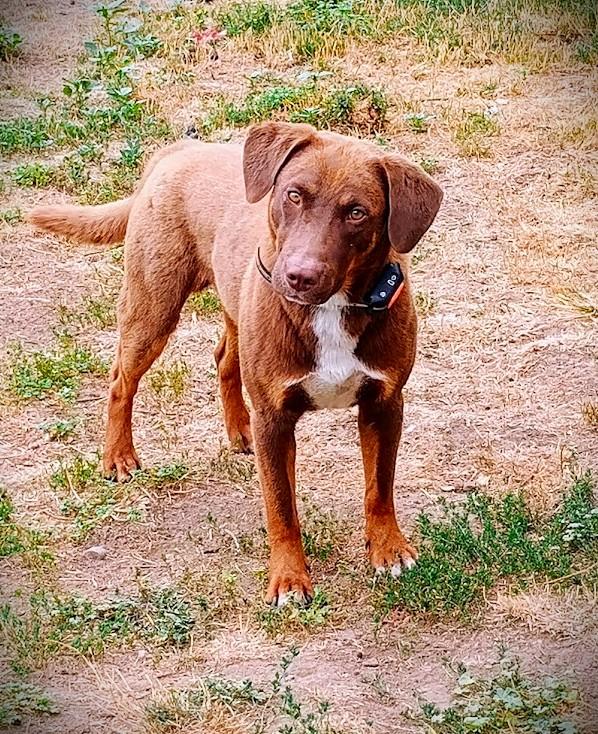 Enlarge COOPER THE SUPER TROOPER, a ADOPTABLE mixed breed in Yakima, WA image 4/6