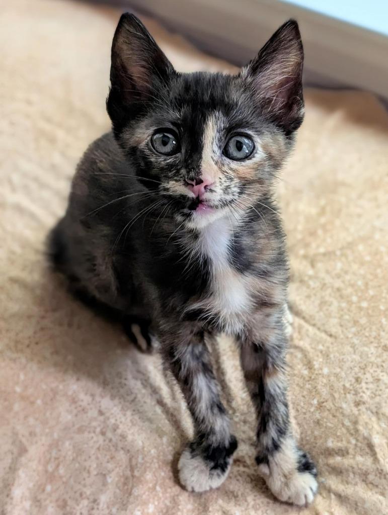 Grace Adler, Adoptable, Kitten Female Domestic Short Hair.