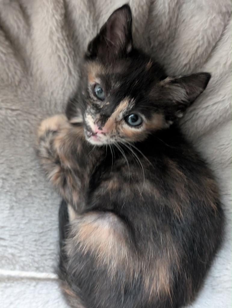 Enlarge Grace Adler, a Adoptable mixed breed in Newnan, GA image 2/4