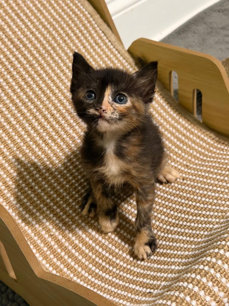 Enlarge Grace Adler, a Adoptable mixed breed in Newnan, GA image 3/4
