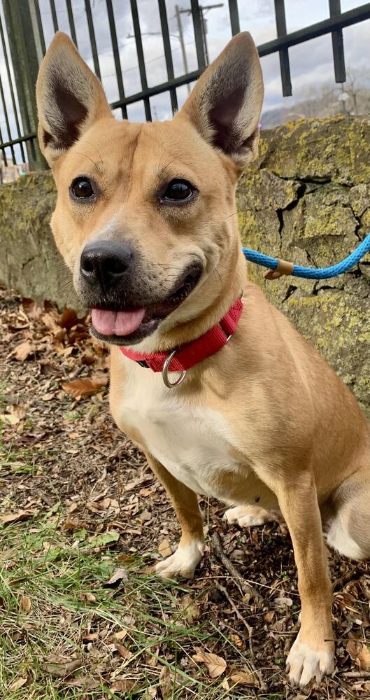 Betty, Adoptable, Adult Female Shiba Inu.