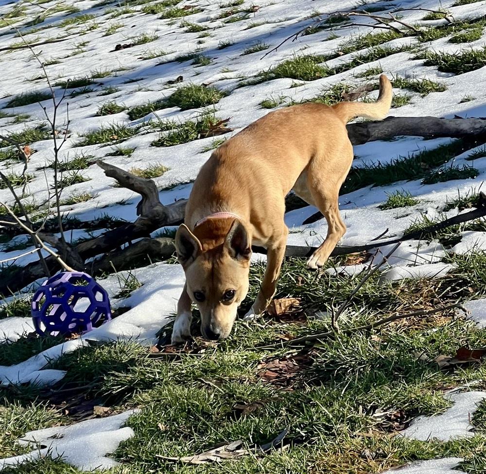 Enlarge Betty, a Adoptable mixed breed in Springdale, PA image 2/4