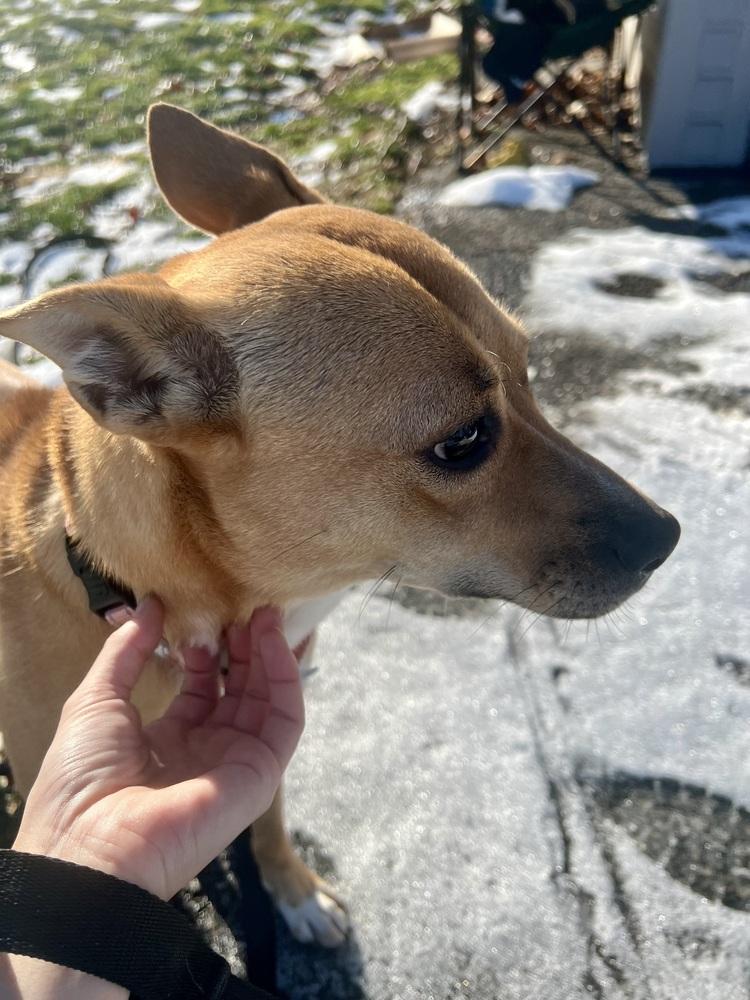 Enlarge Betty, a Adoptable mixed breed in Springdale, PA image 4/4