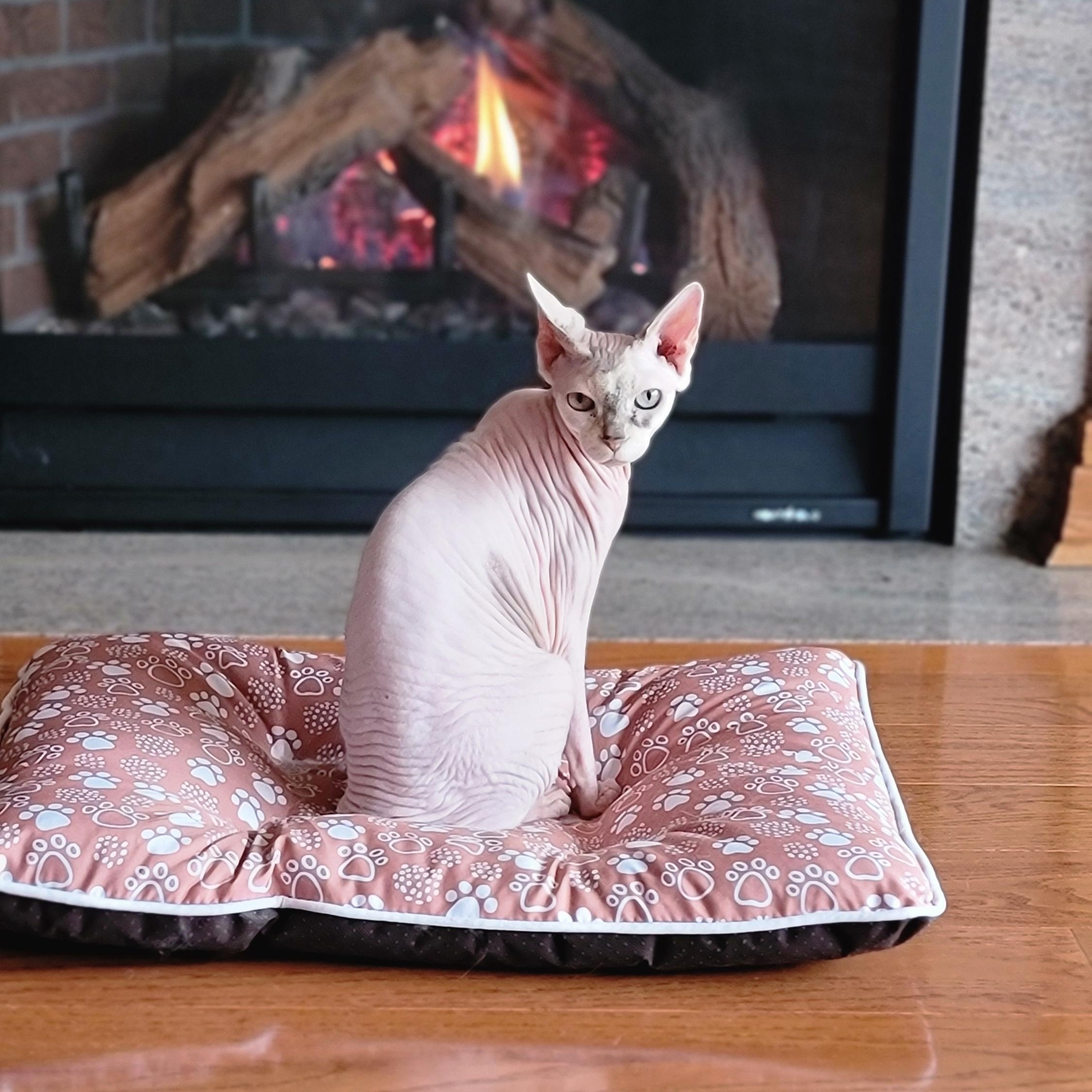 Enlarge Mia, an adopted Sphynx / Hairless Cat in Pine Beach, NJ image 1/1