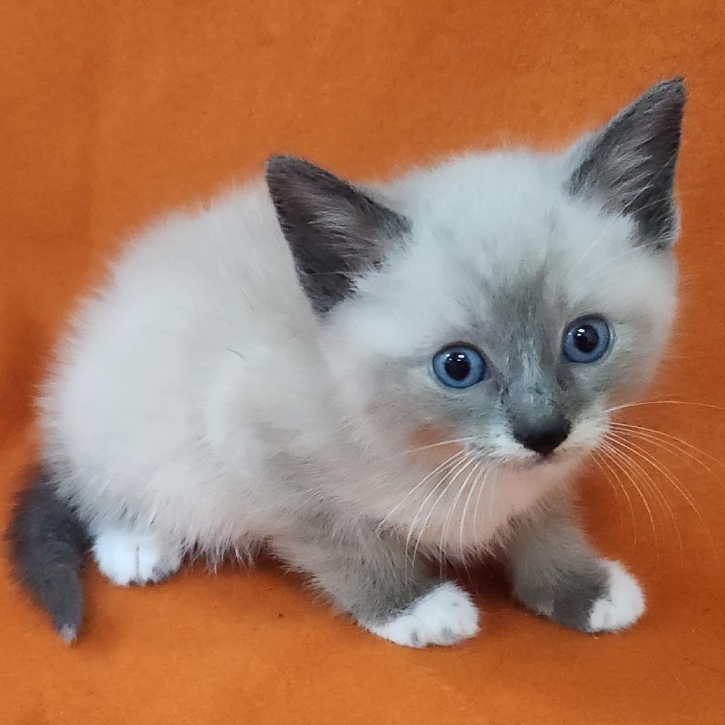 Enlarge Rufus, a Adoptable Siamese in Coos Bay, OR image 1/1