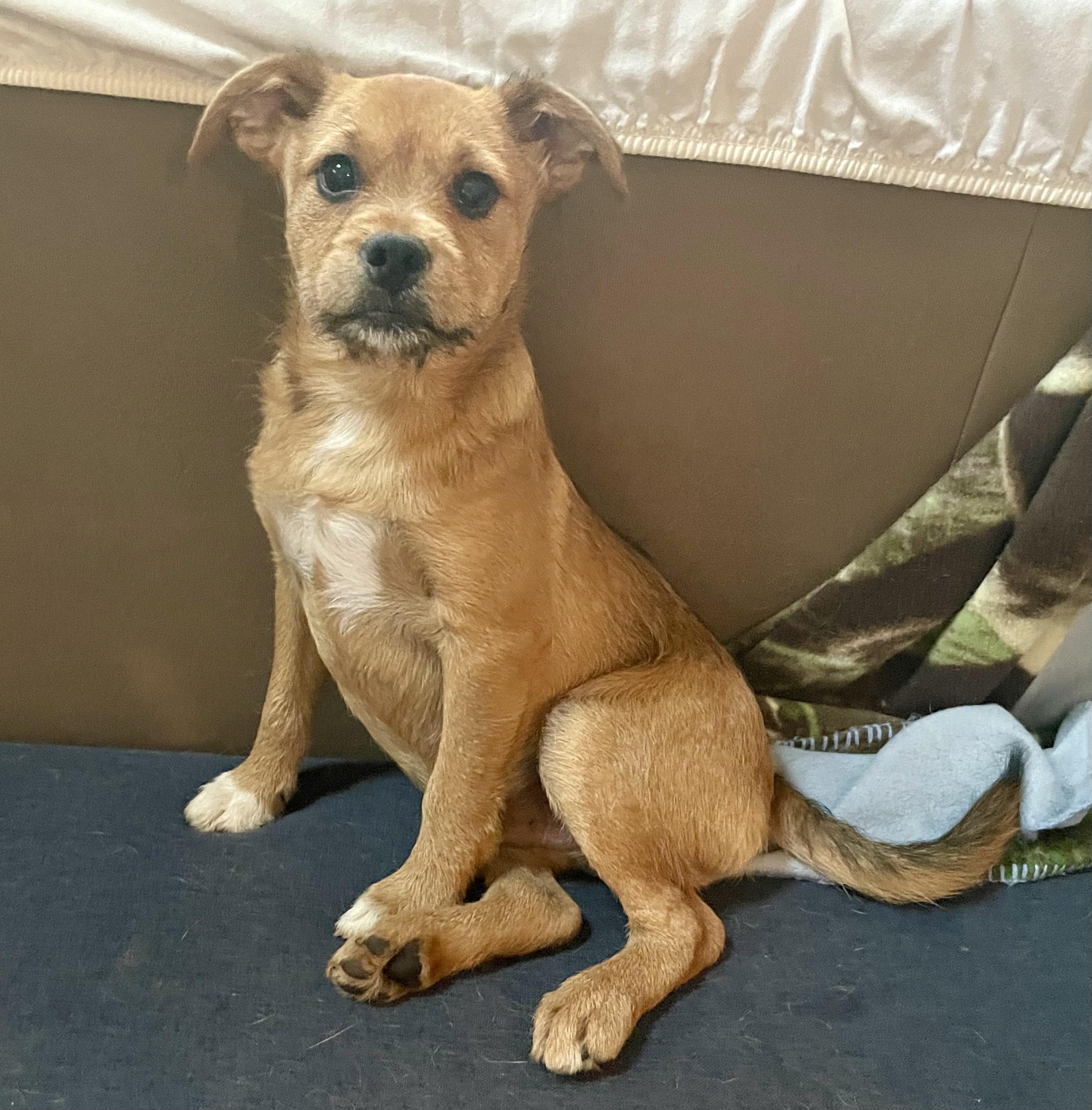 Ember, ADOPTABLE, Puppy Male American Bully & Chihuahua.