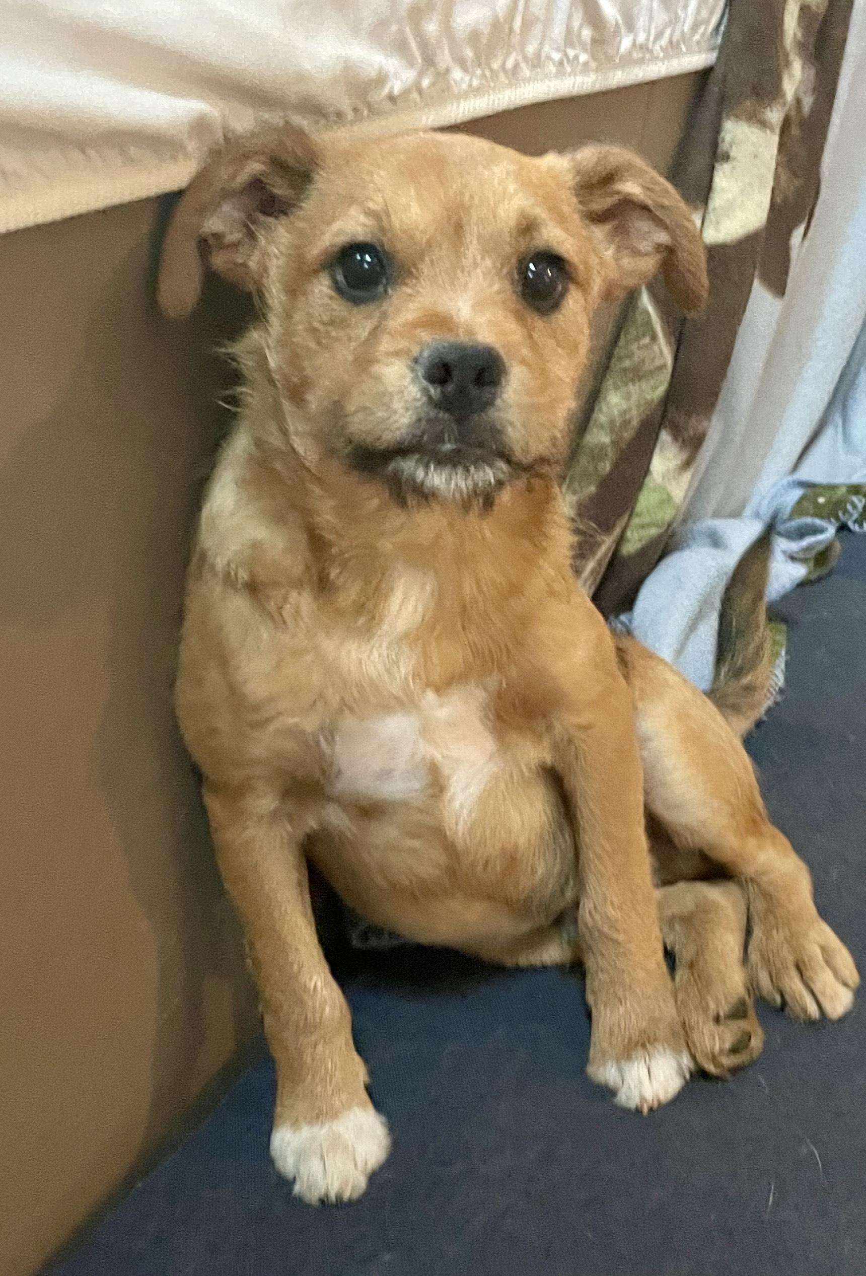 Enlarge Ember, a ADOPTABLE mixed breed in MORAVIAN FALLS, NC image 3/4