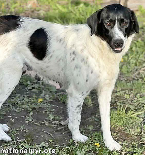 Enlarge Noodle in OH - Wonderful With Everyone!, a ADOPTABLE mixed breed in Bellevue, OH image 2/4