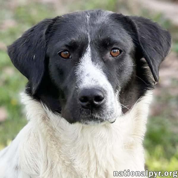 Enlarge Noodle in OH - Wonderful With Everyone!, a ADOPTABLE mixed breed in Bellevue, OH image 1/4