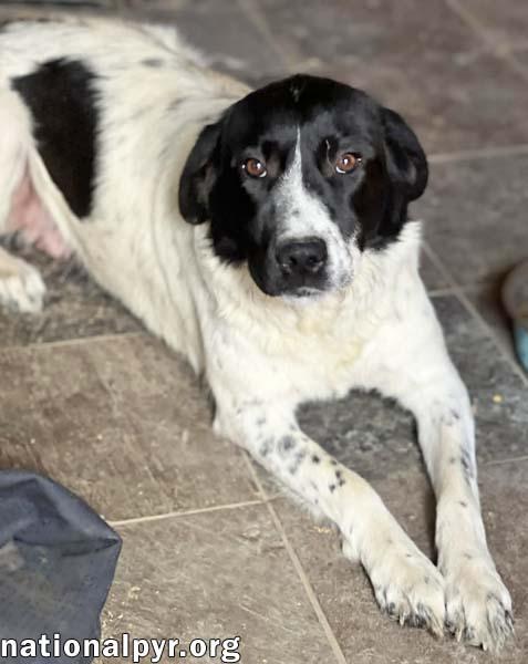 Enlarge Noodle in OH - Wonderful With Everyone!, a ADOPTABLE mixed breed in Bellevue, OH image 3/4
