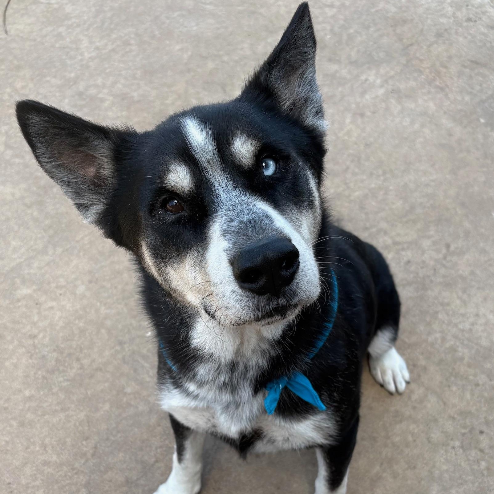 Enlarge Flynn, a Adoptable mixed breed in RIDGEFIELD, NJ image 5/5
