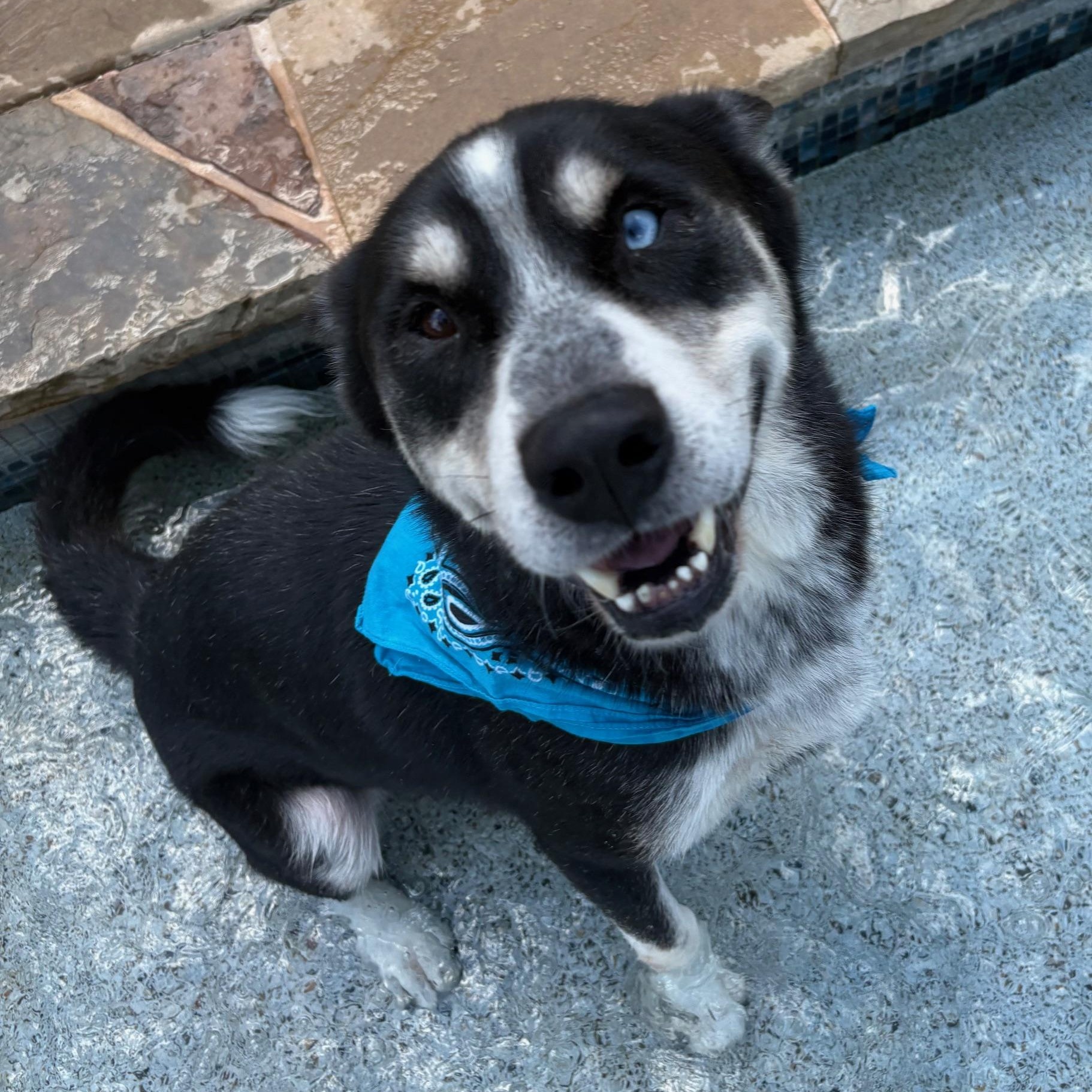Enlarge Flynn, a Adoptable mixed breed in RIDGEFIELD, NJ image 2/5