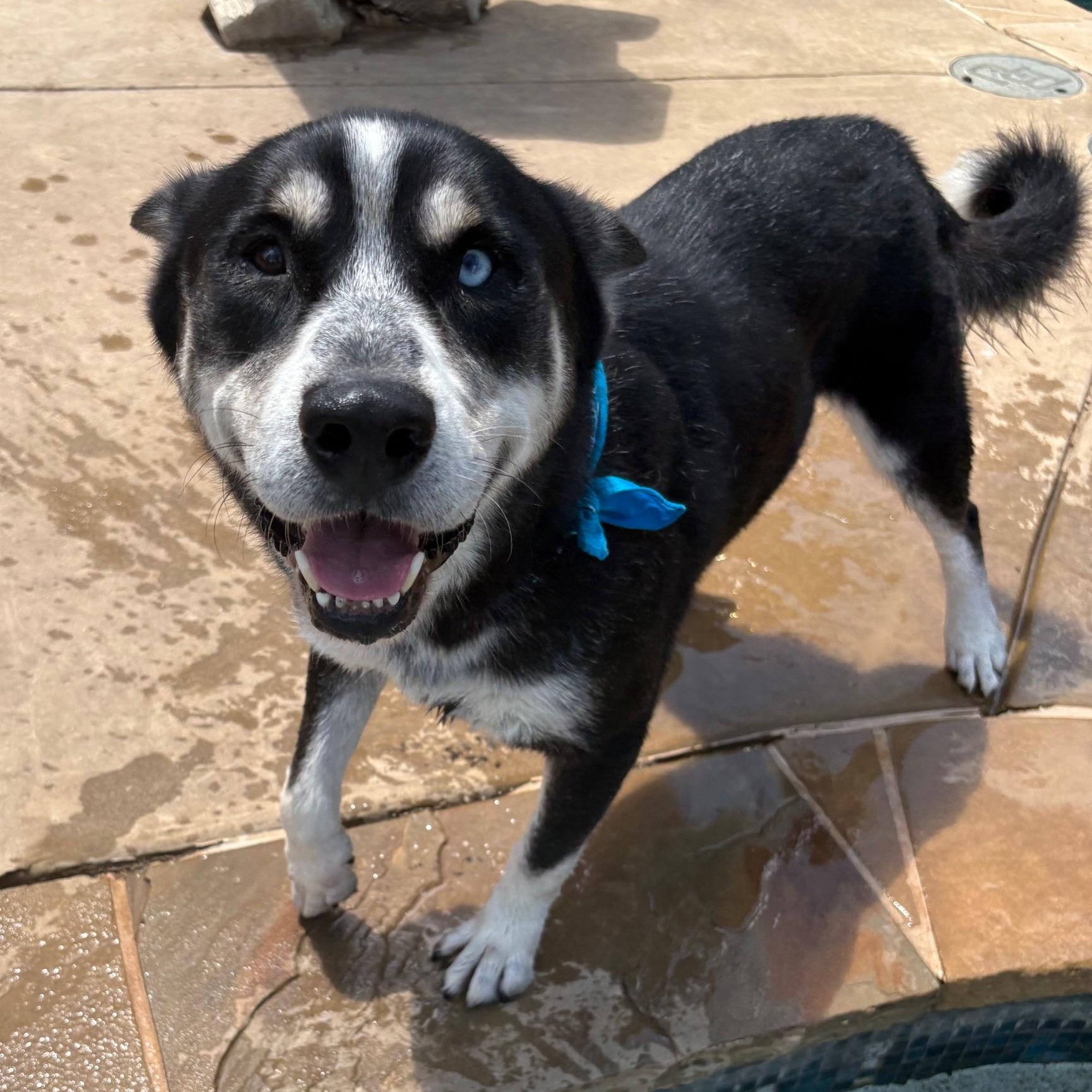 Enlarge Flynn, a Adoptable mixed breed in RIDGEFIELD, NJ image 4/5
