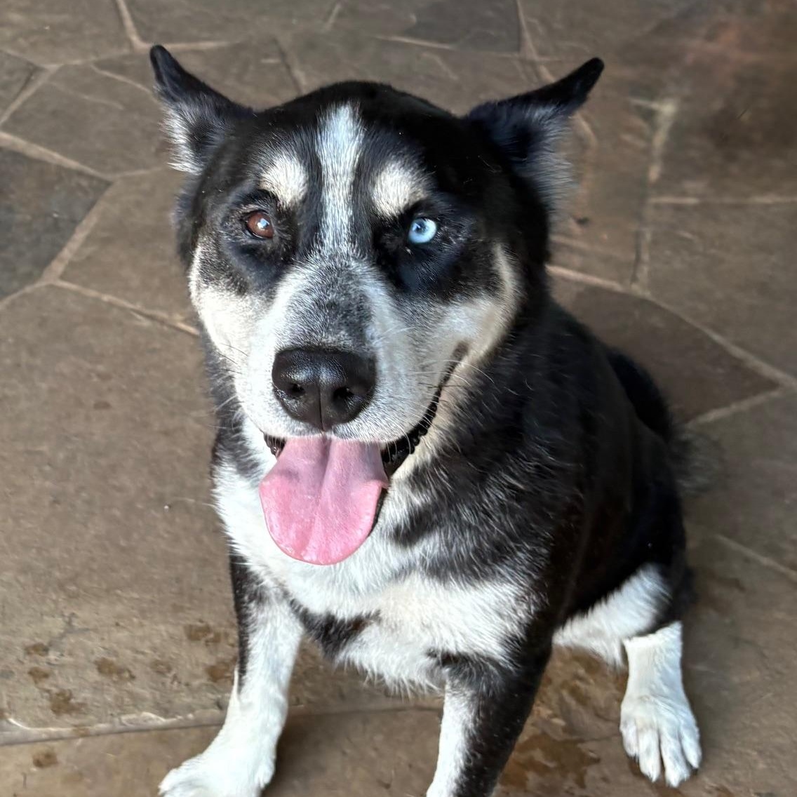 Enlarge Flynn, a Adoptable mixed breed in RIDGEFIELD, NJ image 3/5