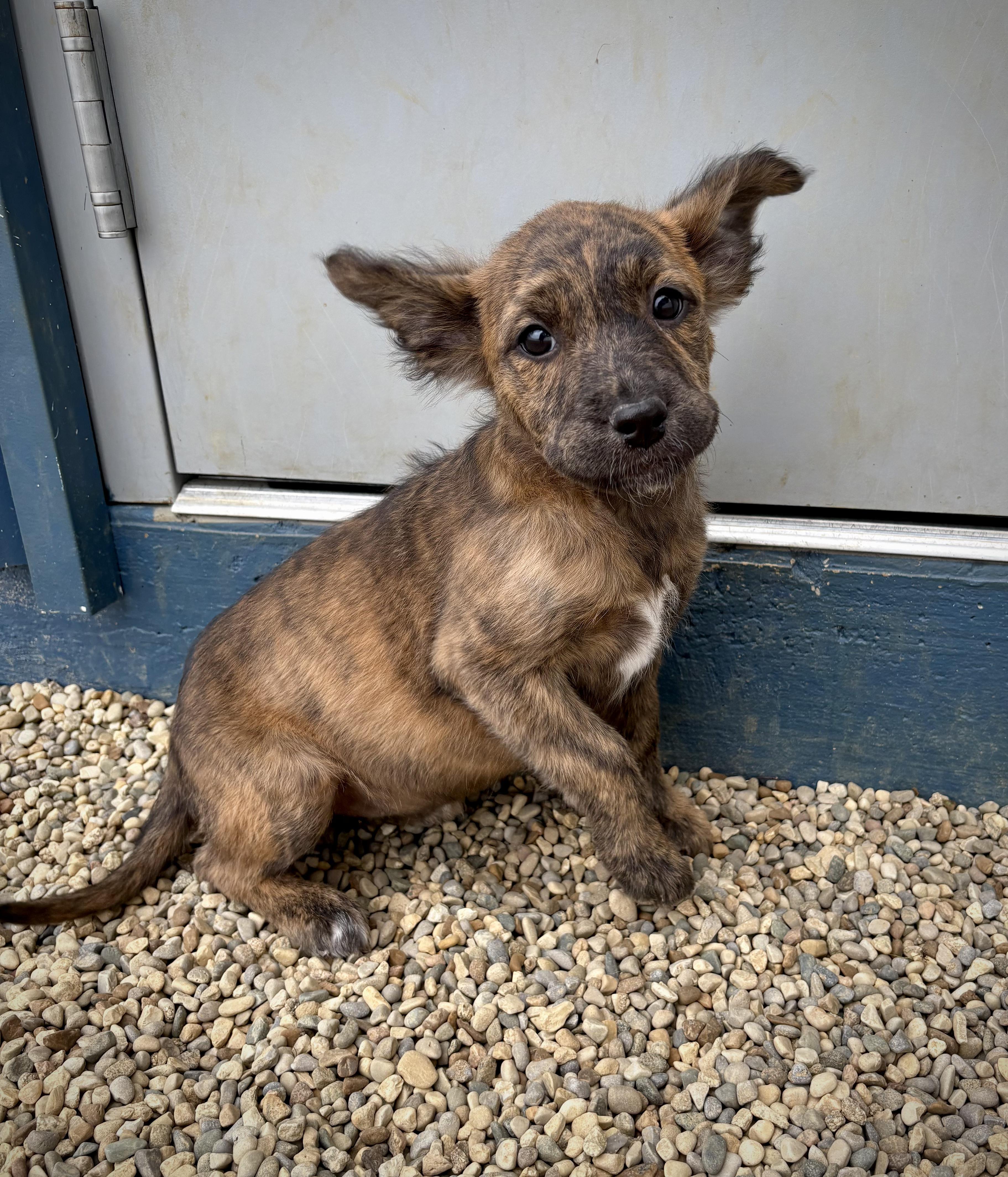 Calla, adopted, Puppy Female Standard Schnauzer & Terrier.