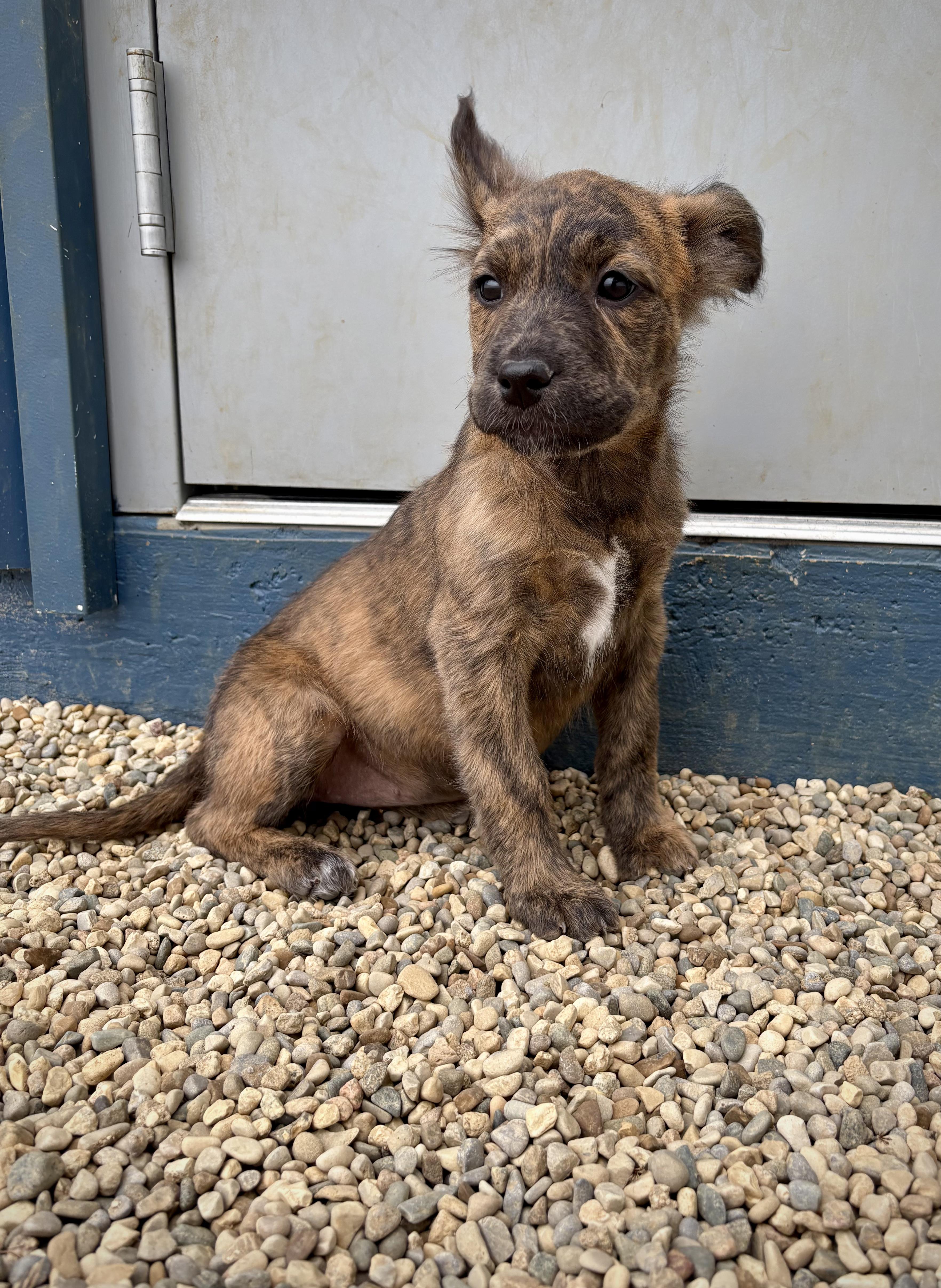 Calla, an adopted mixed breed in Kalamazoo, MI image 3/6