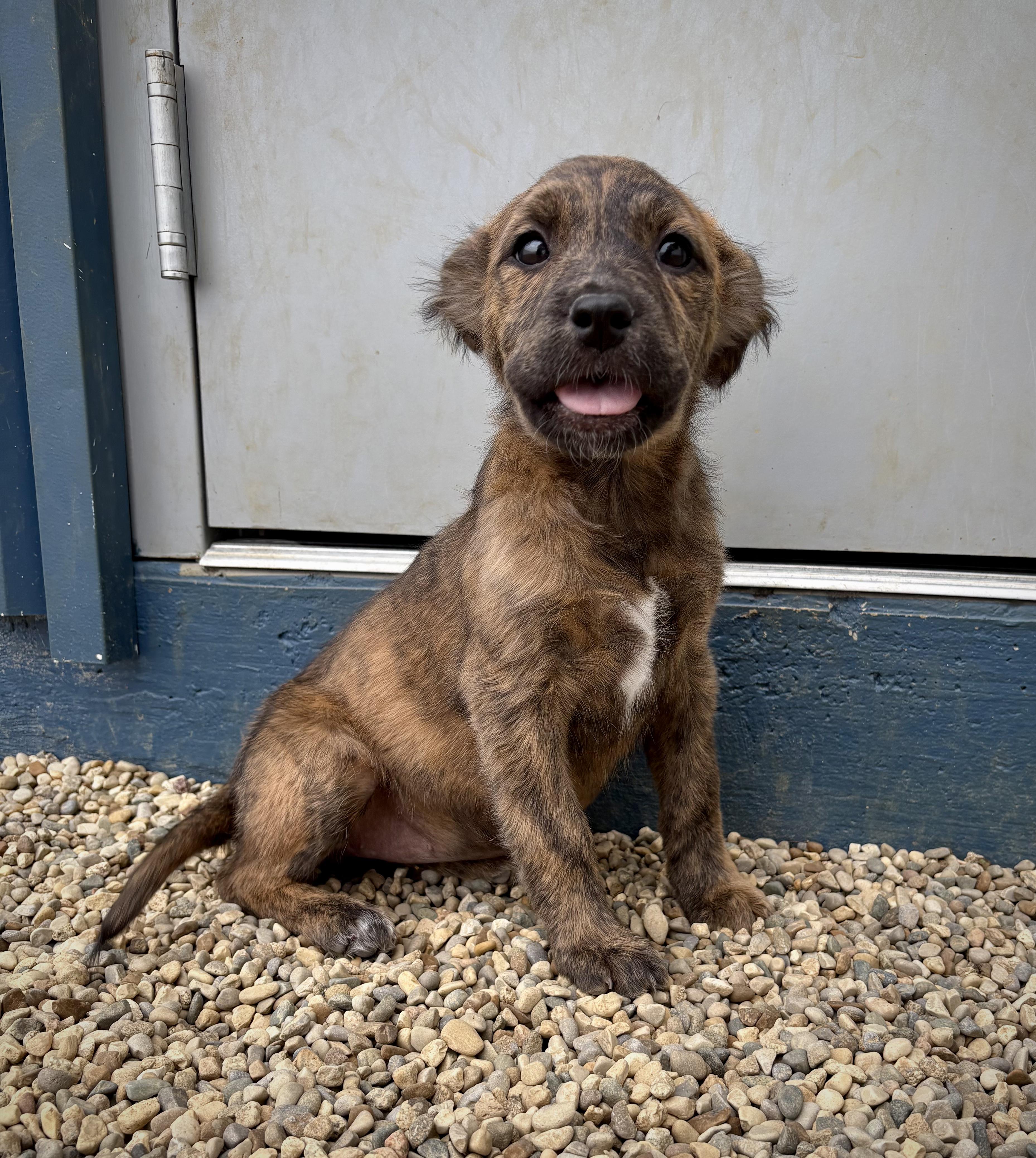 Calla, an adopted mixed breed in Kalamazoo, MI image 5/6