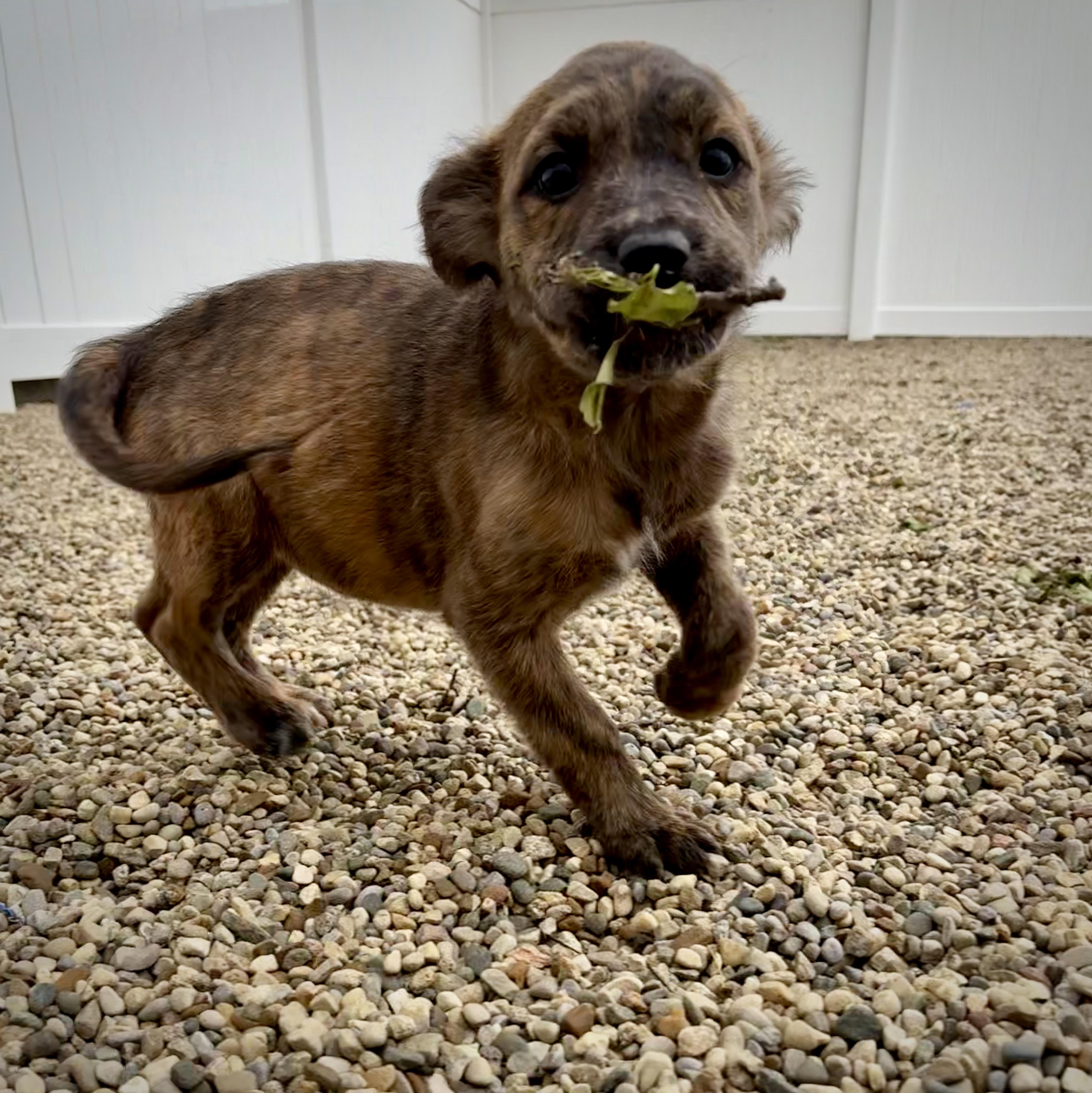 Calla, an adopted mixed breed in Kalamazoo, MI image 4/6