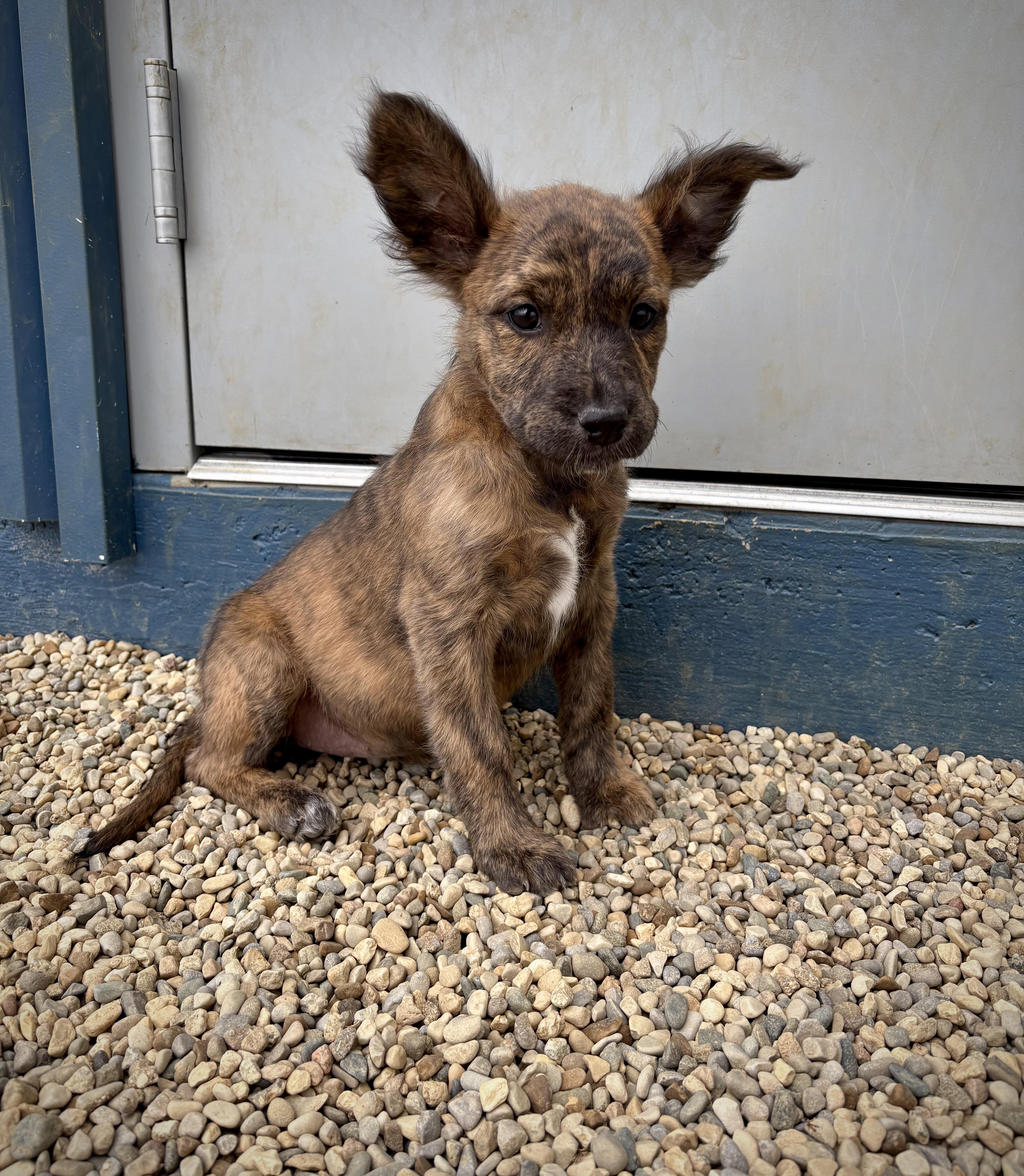 Calla, an adopted mixed breed in Kalamazoo, MI image 6/6