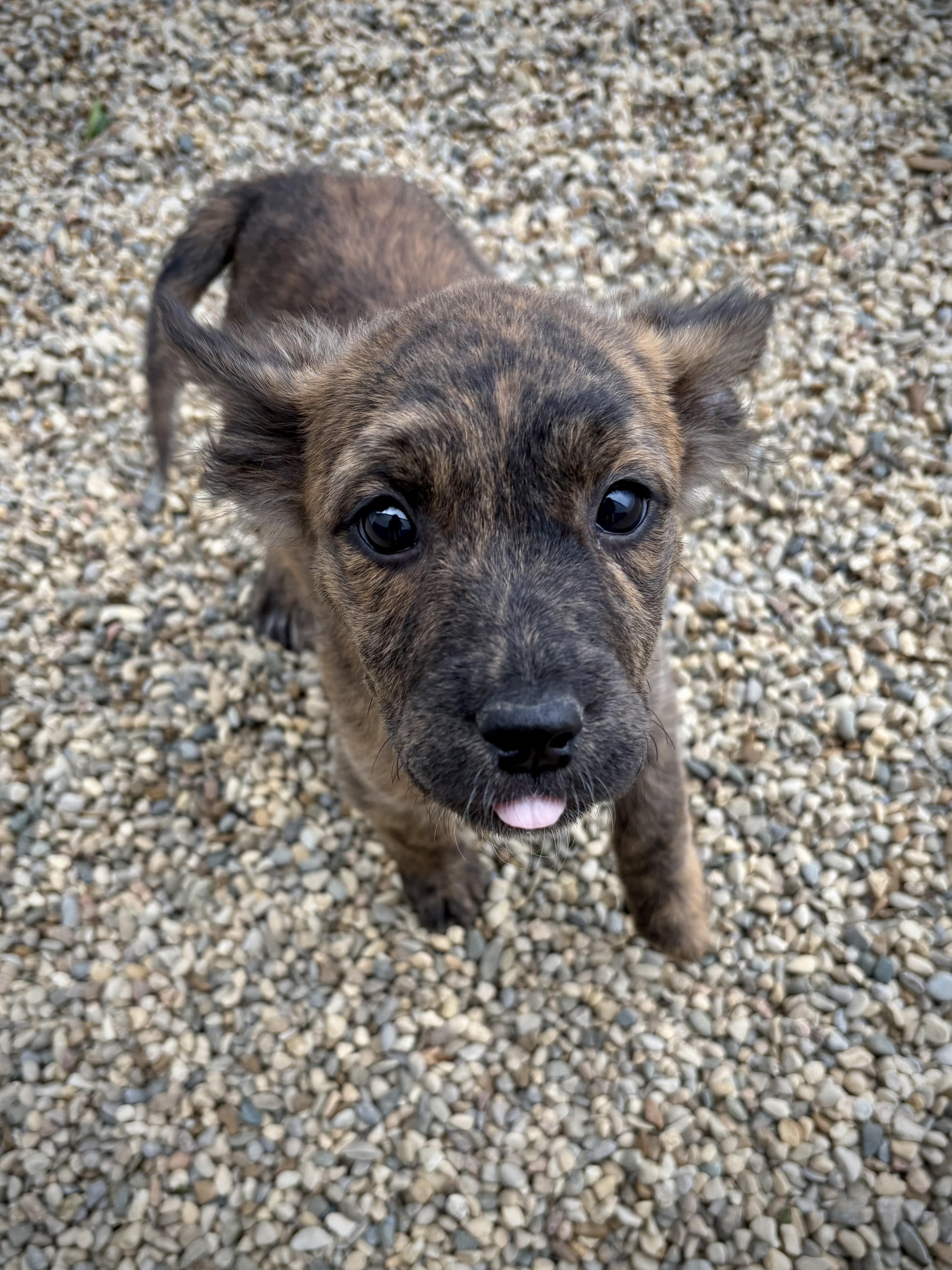 Calla, an adopted mixed breed in Kalamazoo, MI image 2/6