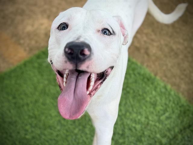 Enlarge SIMBA, a Adoptable mixed breed in Tallahassee, FL image 1/1