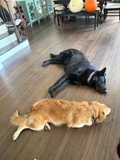 Enlarge Zach, a Adoptable mixed breed in Manhasset, NY image 5/6