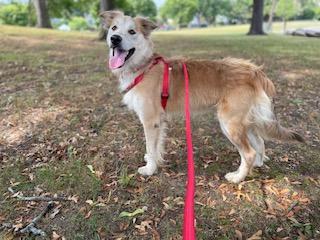 Zach, Adoptable, Young Male Australian Shepherd & Golden Retriever.