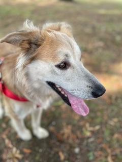 Enlarge Zach, a Adoptable mixed breed in Manhasset, NY image 3/6