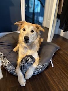 Enlarge Zach, a Adoptable mixed breed in Manhasset, NY image 2/6