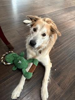 Enlarge Zach, a Adoptable mixed breed in Manhasset, NY image 4/6