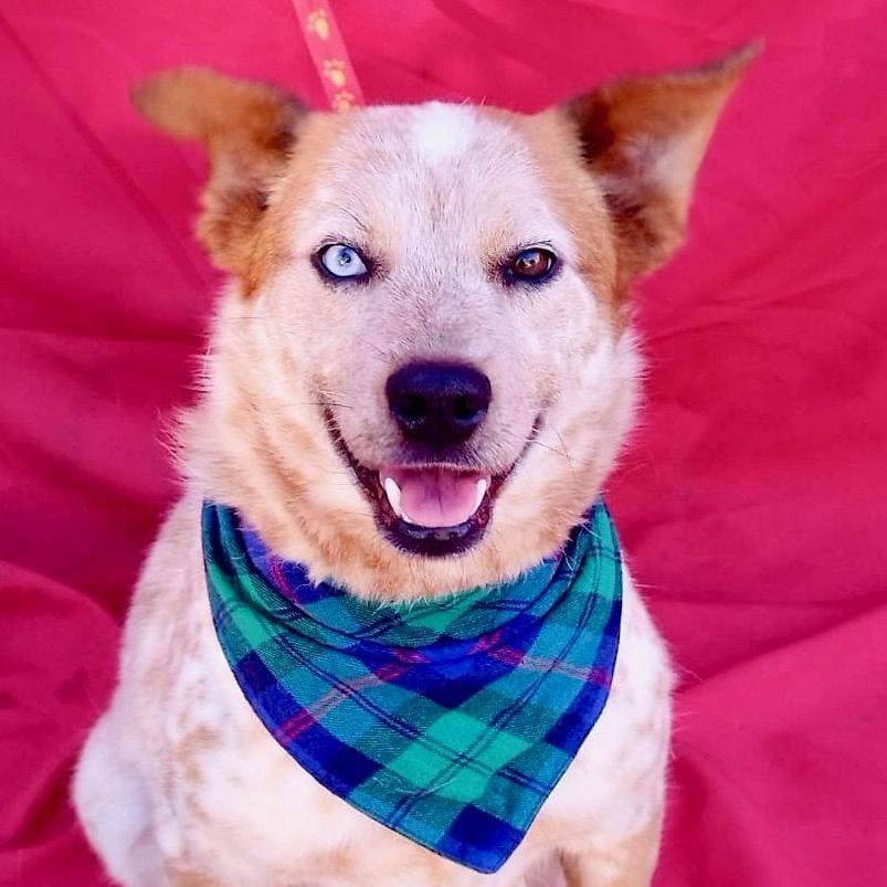 Enlarge SUNNY, a Adoptable mixed breed in Rowland Heights, CA image 1/5