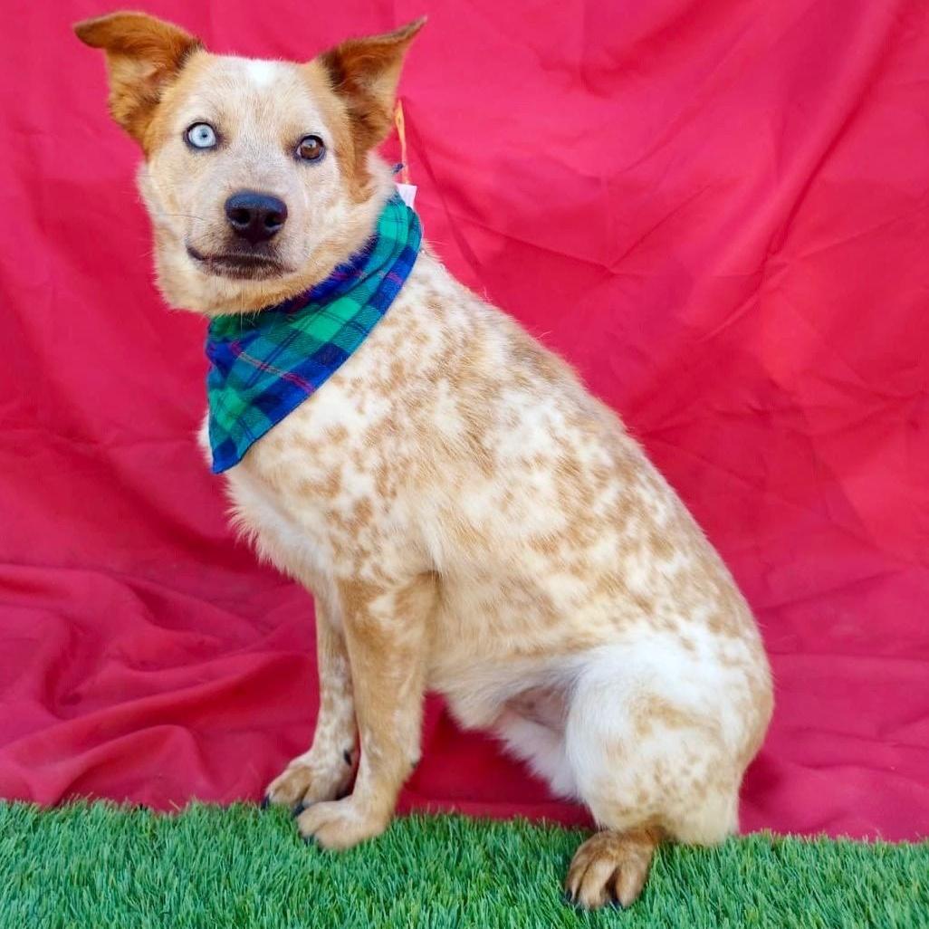 Enlarge SUNNY, a Adoptable mixed breed in Rowland Heights, CA image 2/5