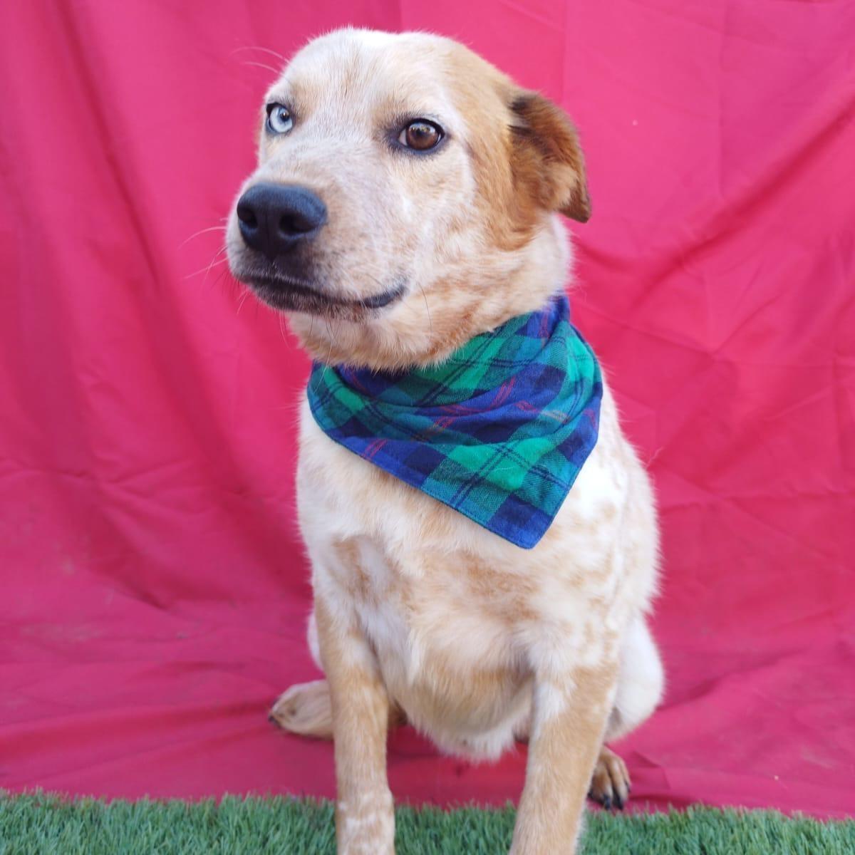 Enlarge SUNNY, a Adoptable mixed breed in Rowland Heights, CA image 3/5
