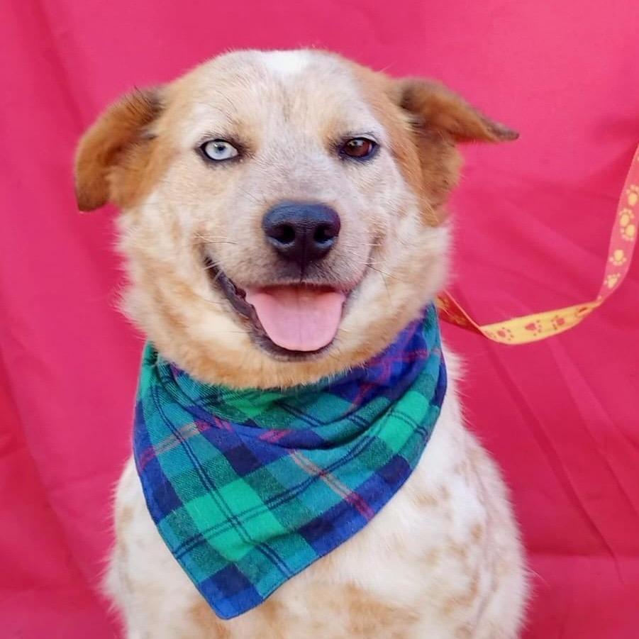 Enlarge SUNNY, a Adoptable mixed breed in Rowland Heights, CA image 4/5