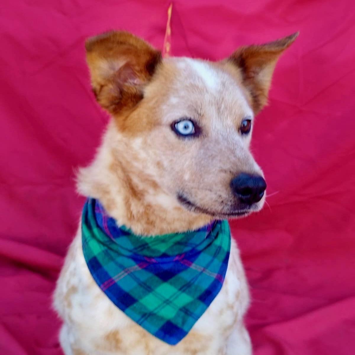 Enlarge SUNNY, a Adoptable mixed breed in Rowland Heights, CA image 5/5