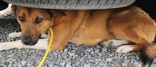 Valkyrie, Adoptable, Young Female Shepherd.