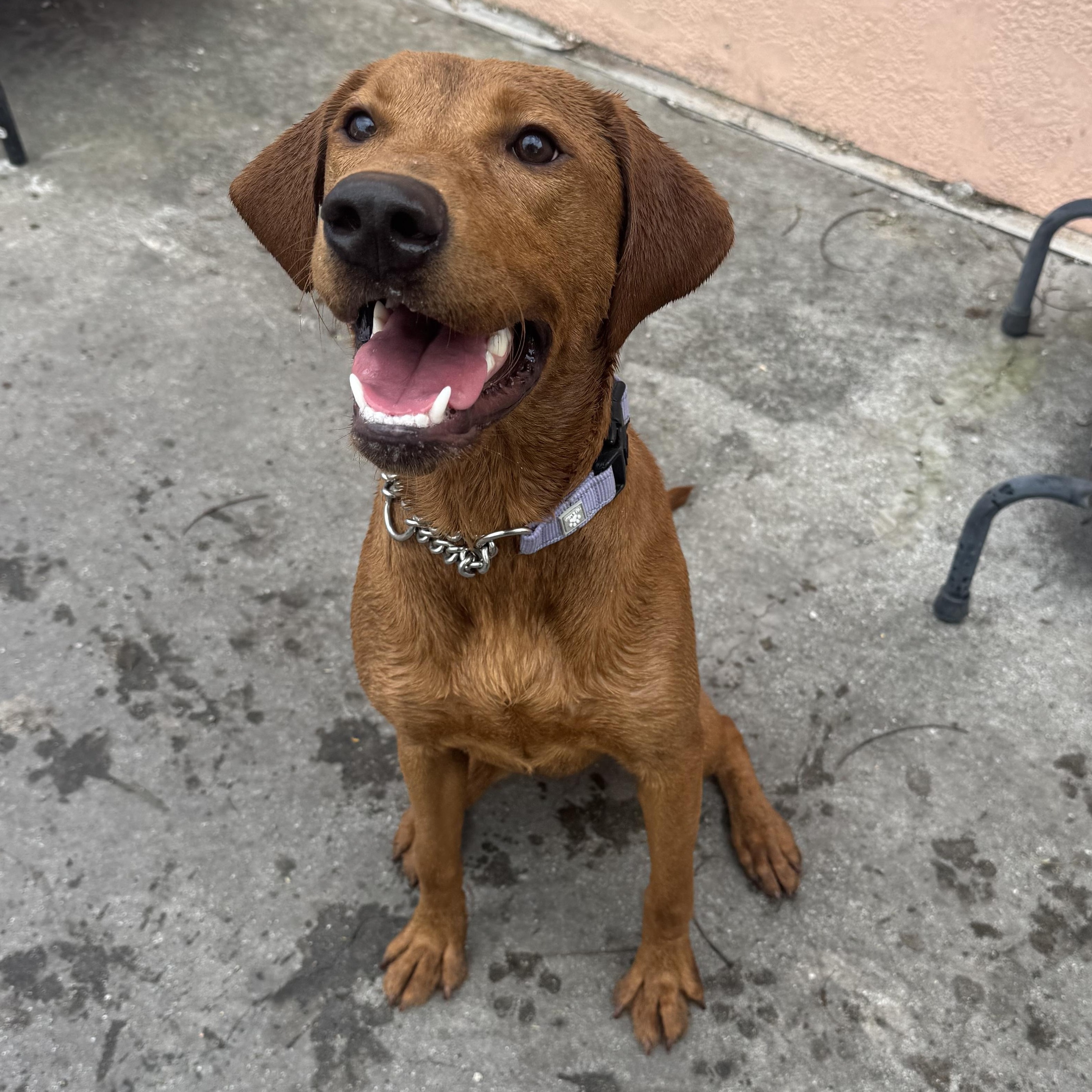 Millie, a ADOPTABLE Labrador Retriever in Palm City, FL image 2/3