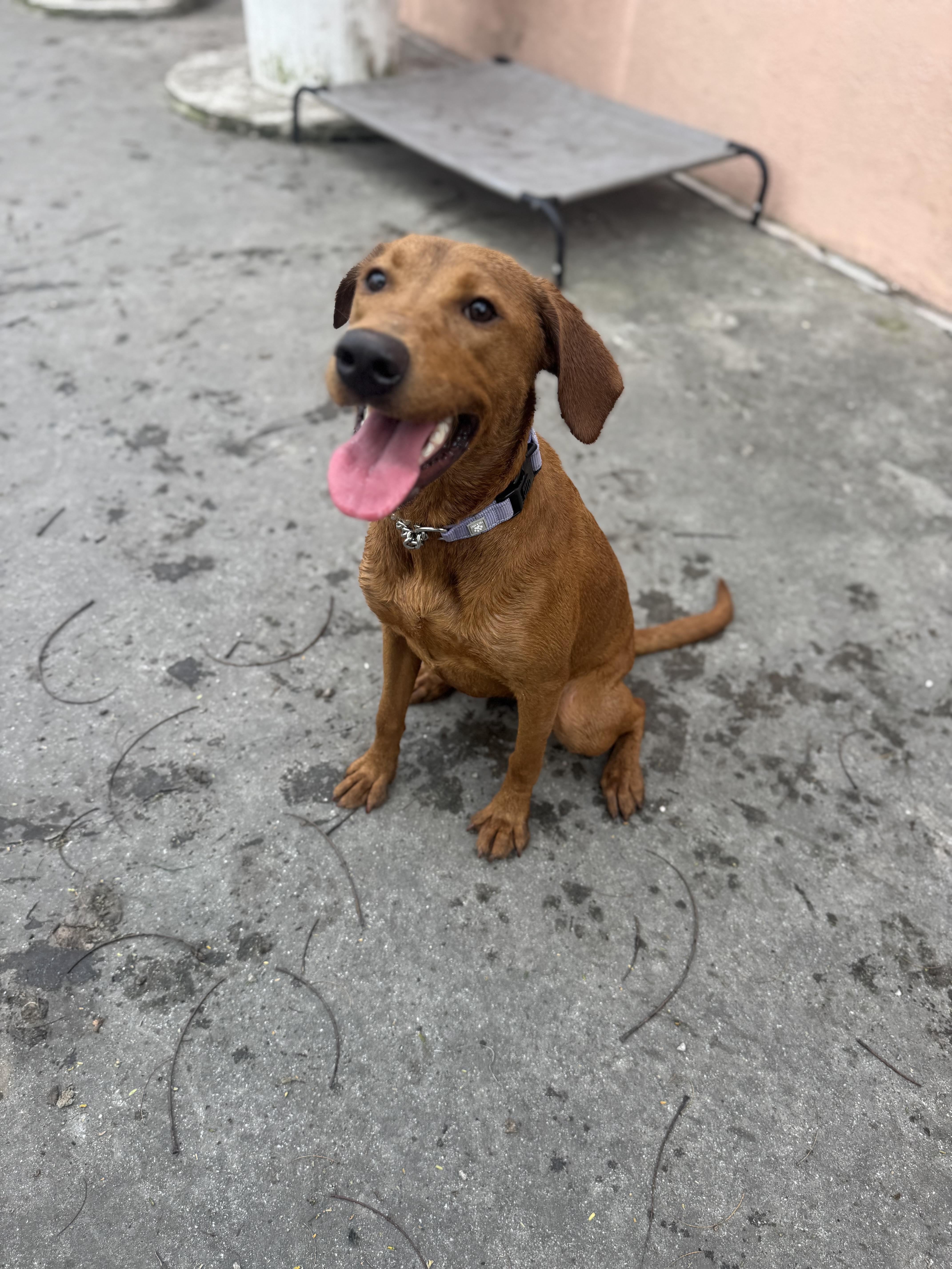 Millie, a ADOPTABLE Labrador Retriever in Palm City, FL image 1/3