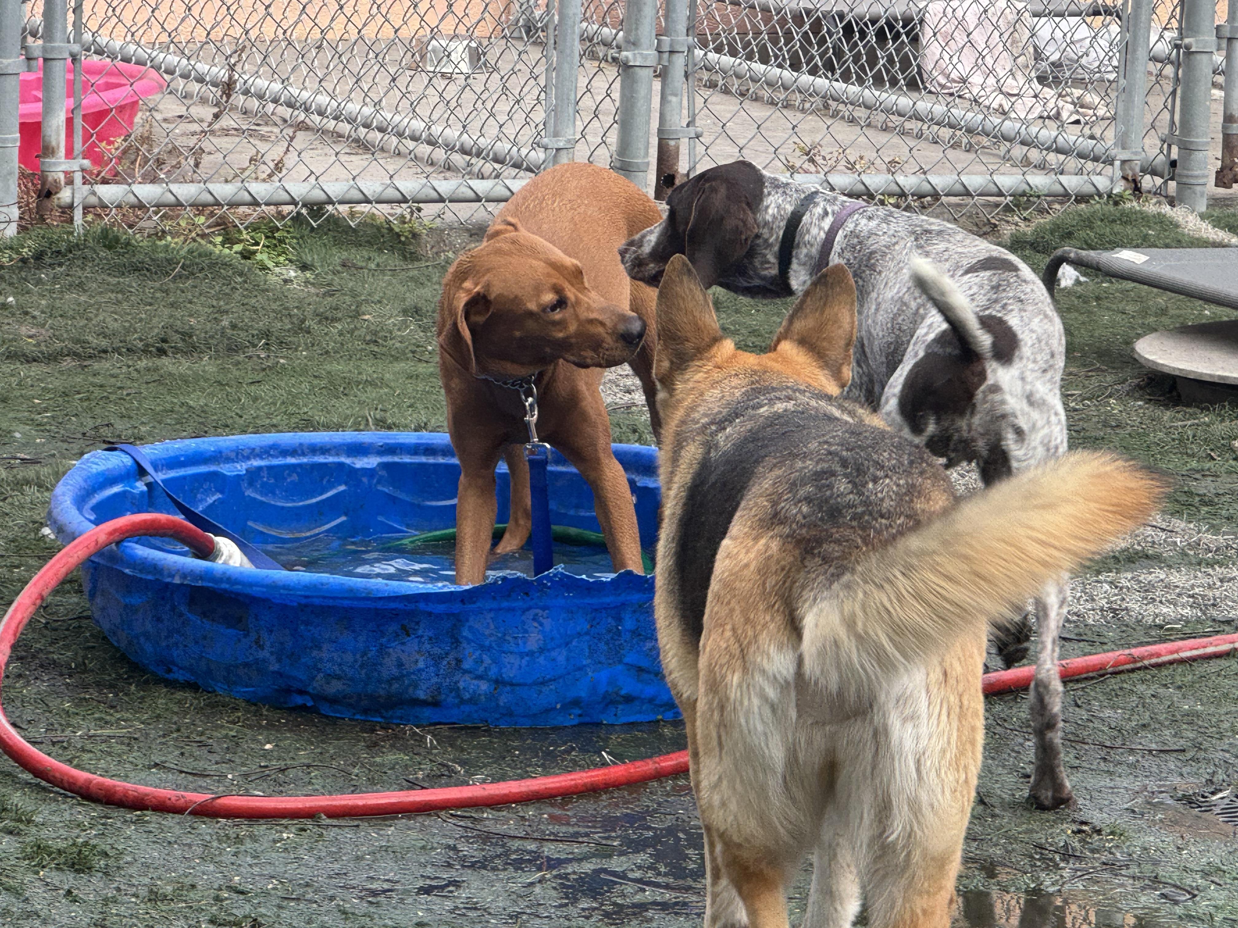Millie, a ADOPTABLE Labrador Retriever in Palm City, FL image 3/3