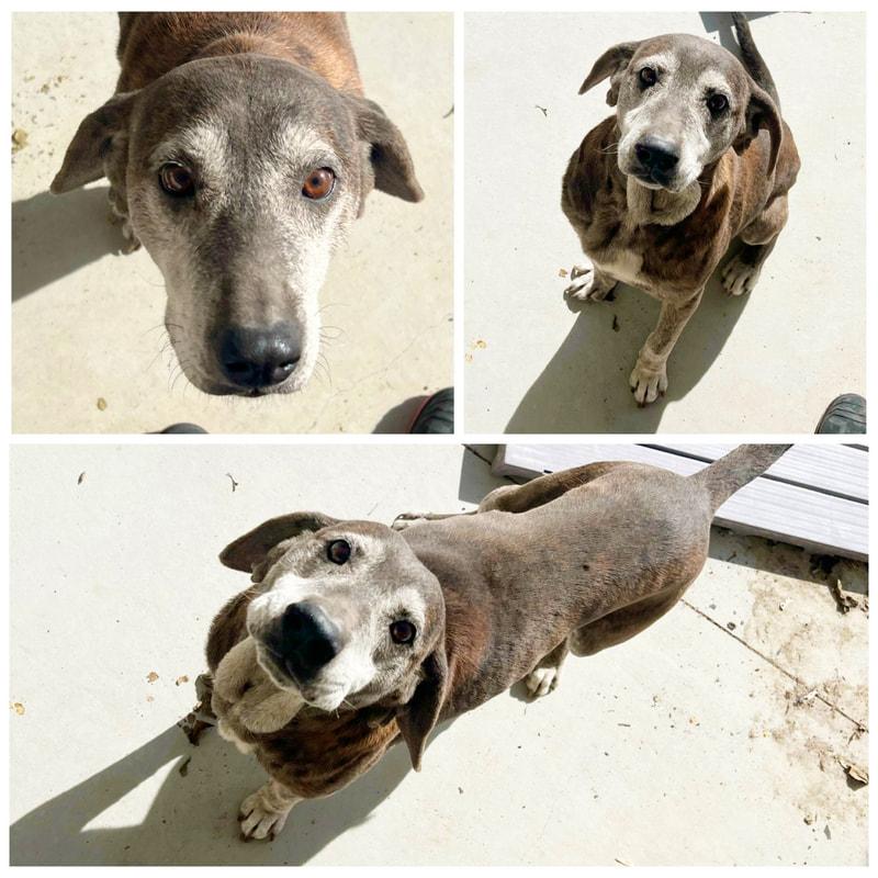 Enlarge George, a Adoptable mixed breed in Dublin, VA image 1/1