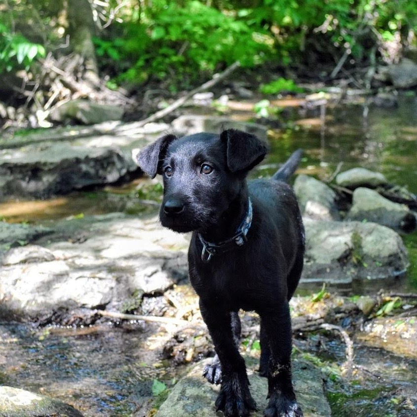 Stark, an adoptable mixed breed in Spring hill, TN image 4/6