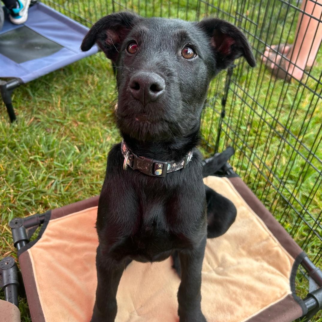 Stark, adoptable, Puppy Male Airedale Terrier & Labrador Retriever.