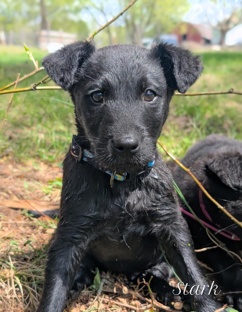 Stark, an adoptable mixed breed in Spring hill, TN image 2/6