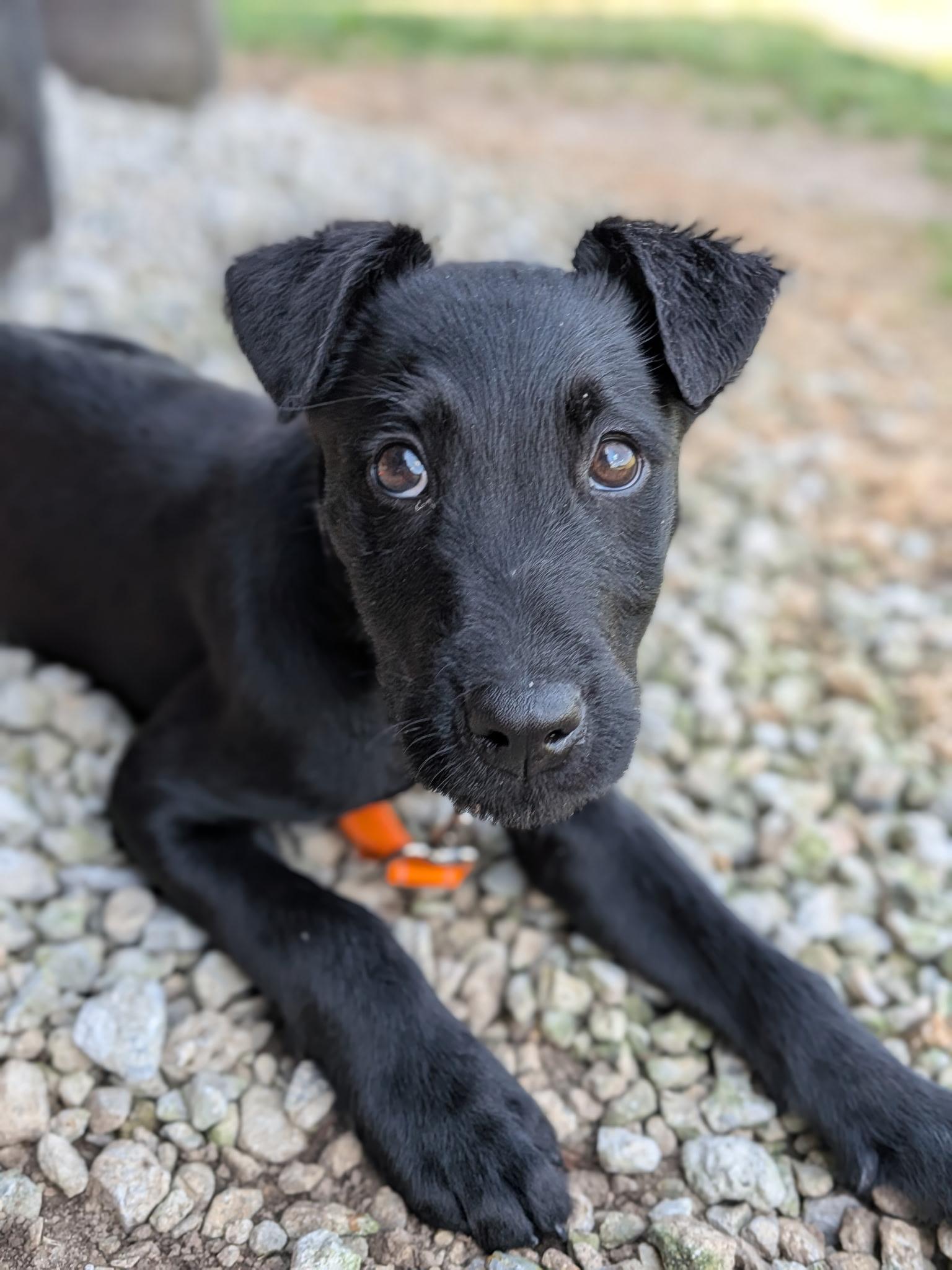 Stark, an adoptable mixed breed in Spring hill, TN image 5/6