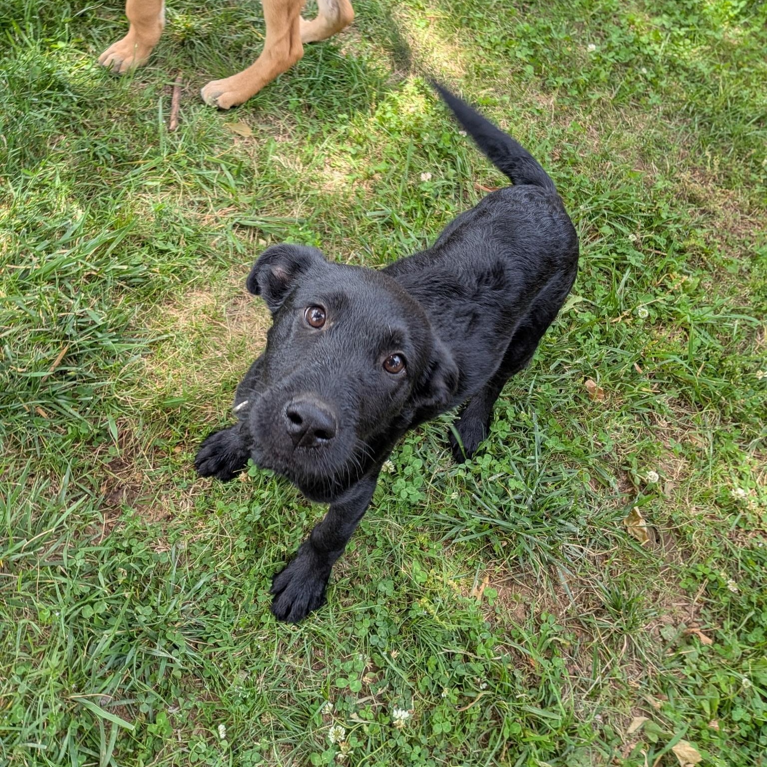 Stark, an adoptable mixed breed in Spring hill, TN image 6/6