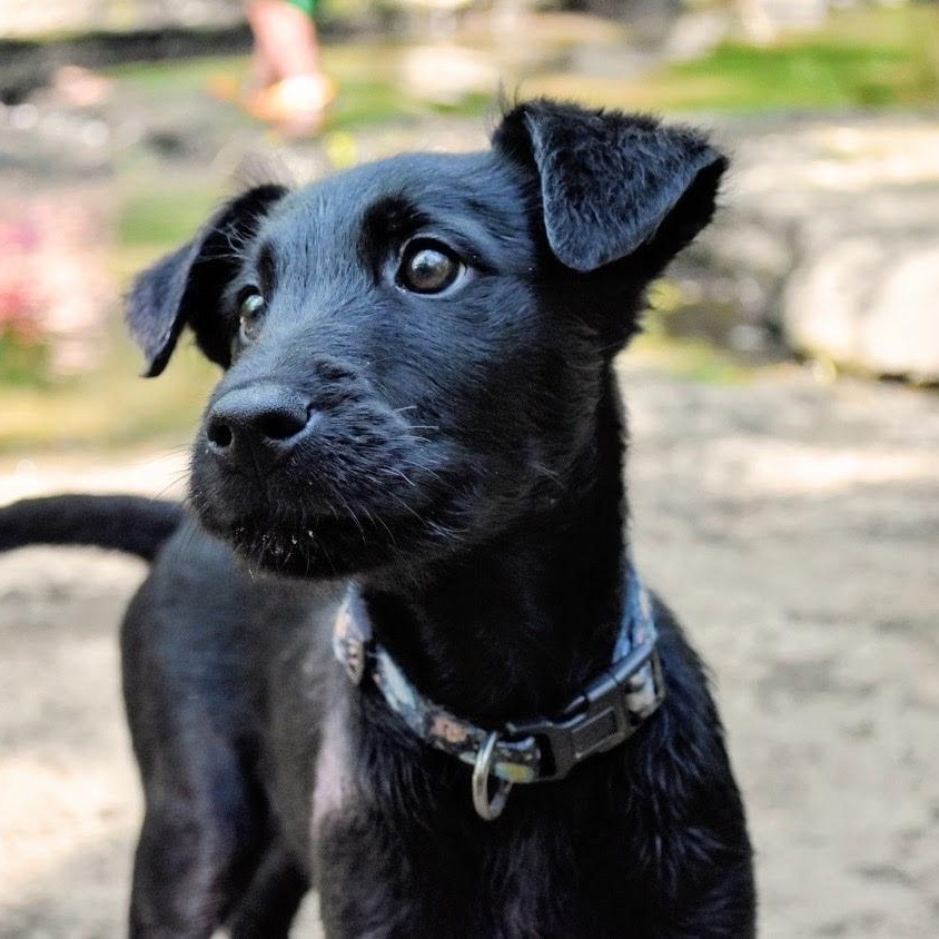 Stark, an adoptable mixed breed in Spring hill, TN image 1/6