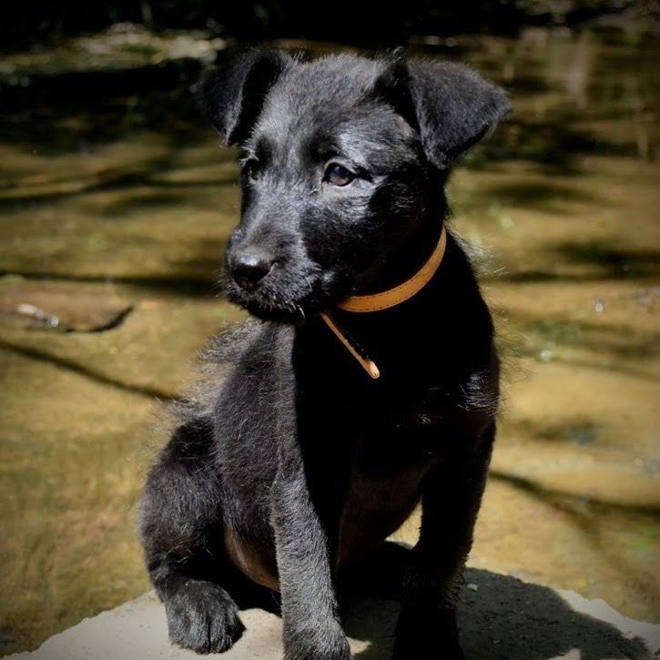 Stark, an adoptable mixed breed in Spring hill, TN image 3/6